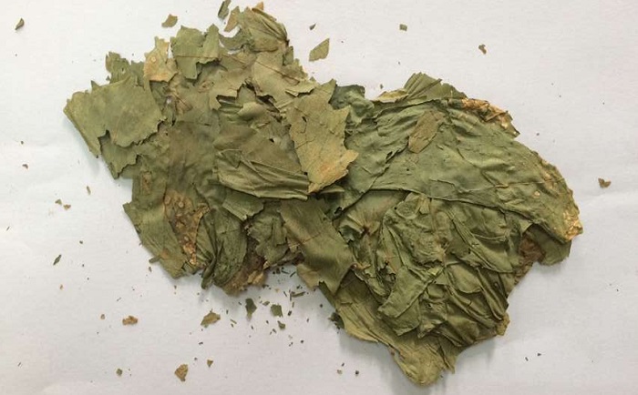 棉花叶91视频污官方下载